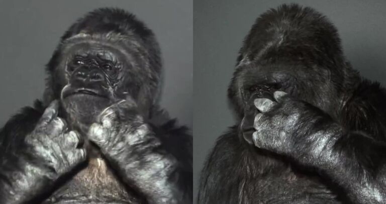Experts Dissected Koko The Gorillas Eerie Message intro