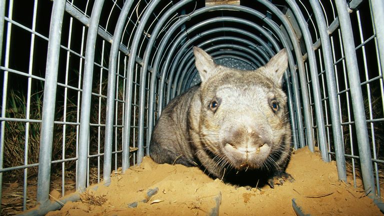 hairy-nosed wombat