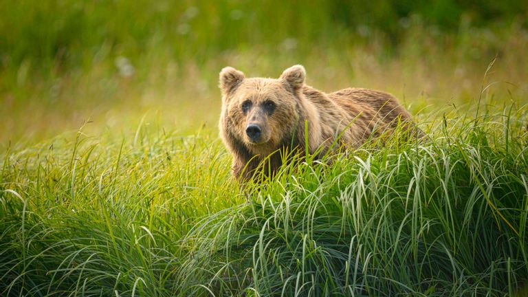 A brown bear in Alaska along the edge of the river