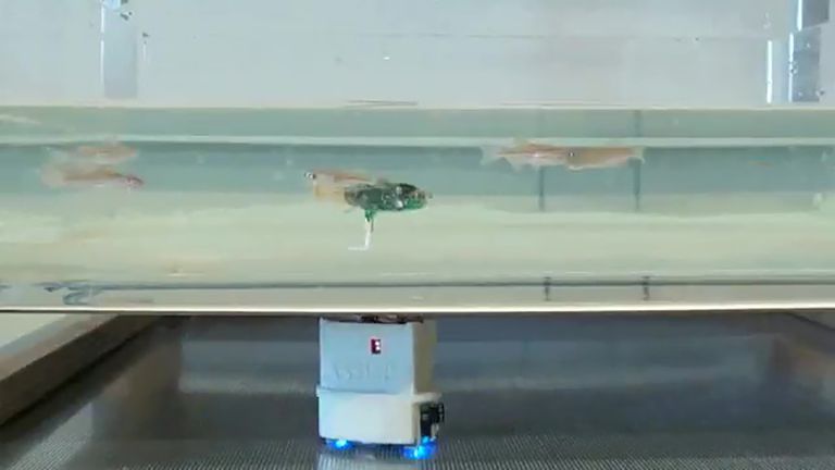 Fish robot