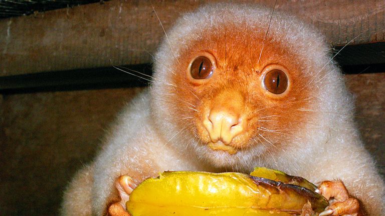 spotted cuscus