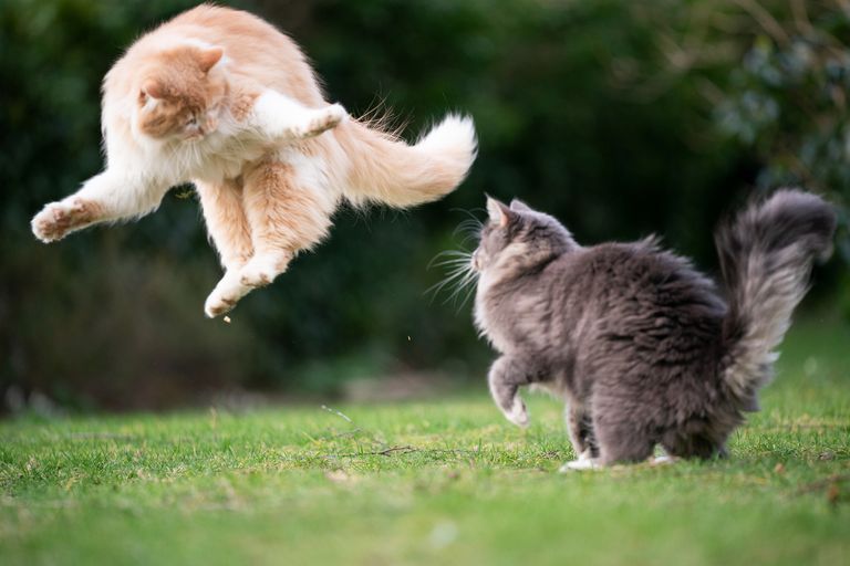 https://www.gettyimages.com/detail/photo/cats-playing-fighting-royalty-free-image/1222101105?adppopup=true