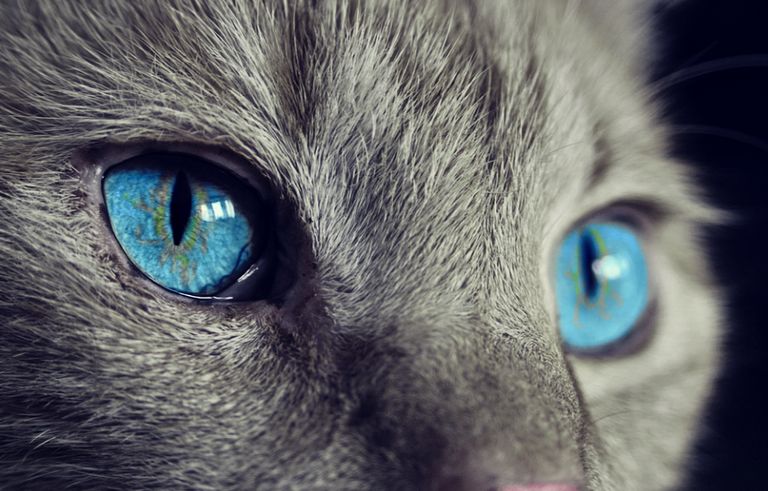 cat eyes