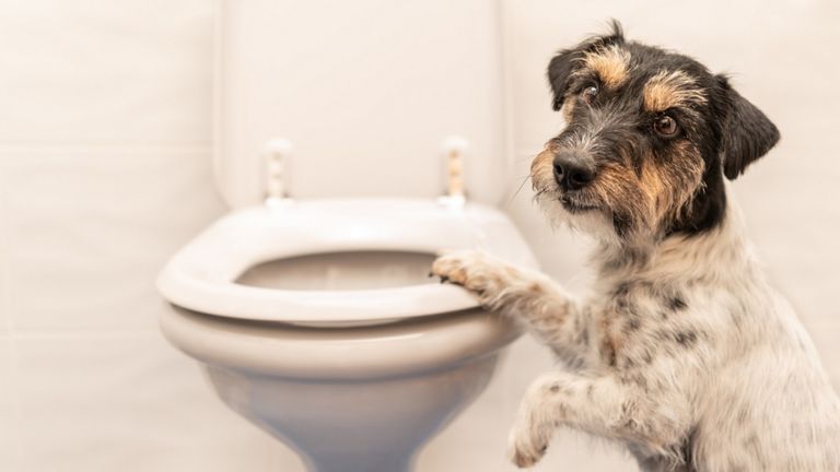 https://www.gettyimages.co.uk/detail/photo/dog-on-the-toilet-jack-russell-terrier-royalty-free-image/958240374