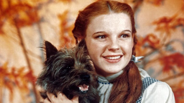 https://www.gettyimages.co.uk/detail/news-photo/judy-garland-as-character-dorothy-gale-holds-toto-in-a-news-photo/527185370