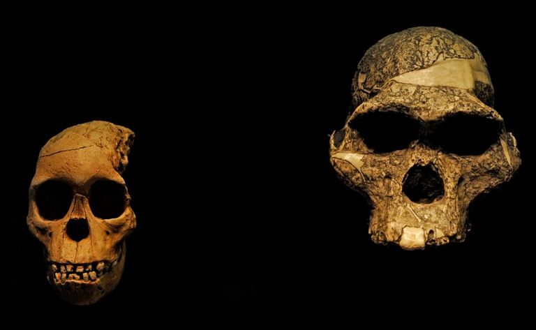 early humans