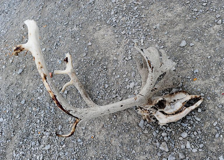 reindeer bones