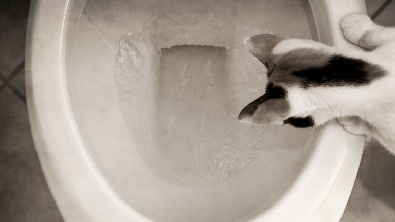cat looking down at flush toilet