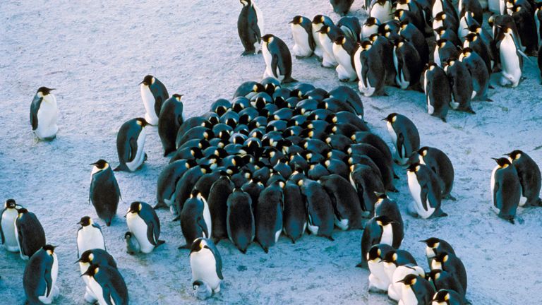 Emperor penguins huddled together