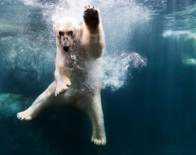 polarbear in water