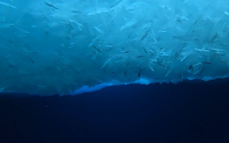 Antarctica underwater