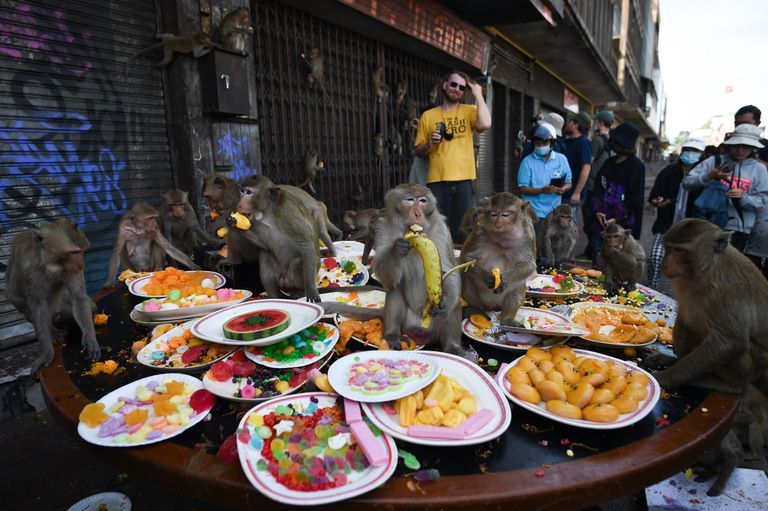 The Monkey Buffet Festival