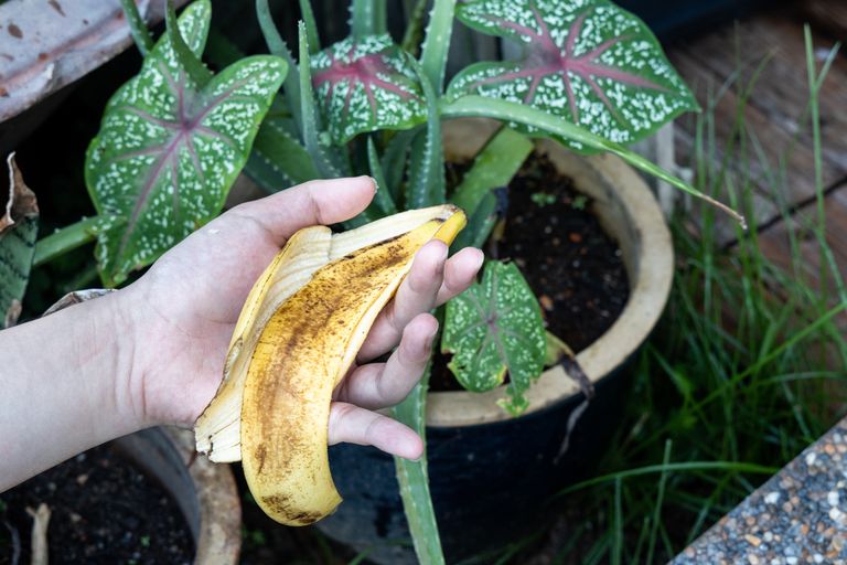 banana peel for garden