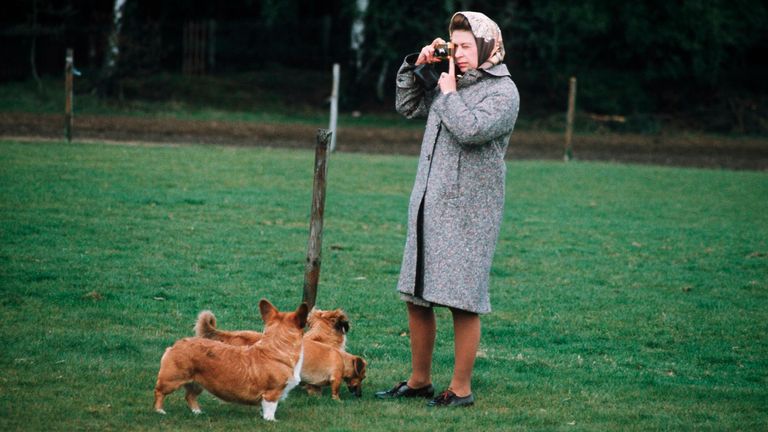 https://www.gettyimages.com/detail/news-photo/queen-elizabeth-ii-photographing-her-corgis-at-windsor-park-news-photo/57077707