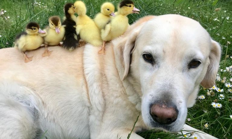 Dog with Ducklings