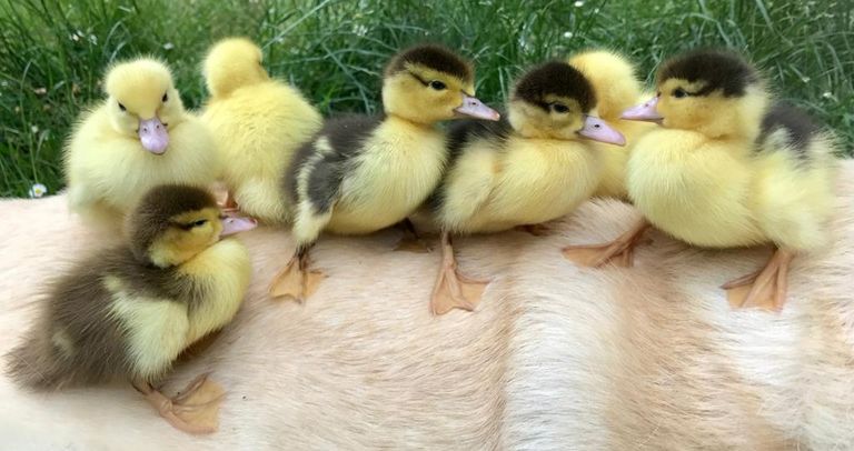 Dog with Ducklings