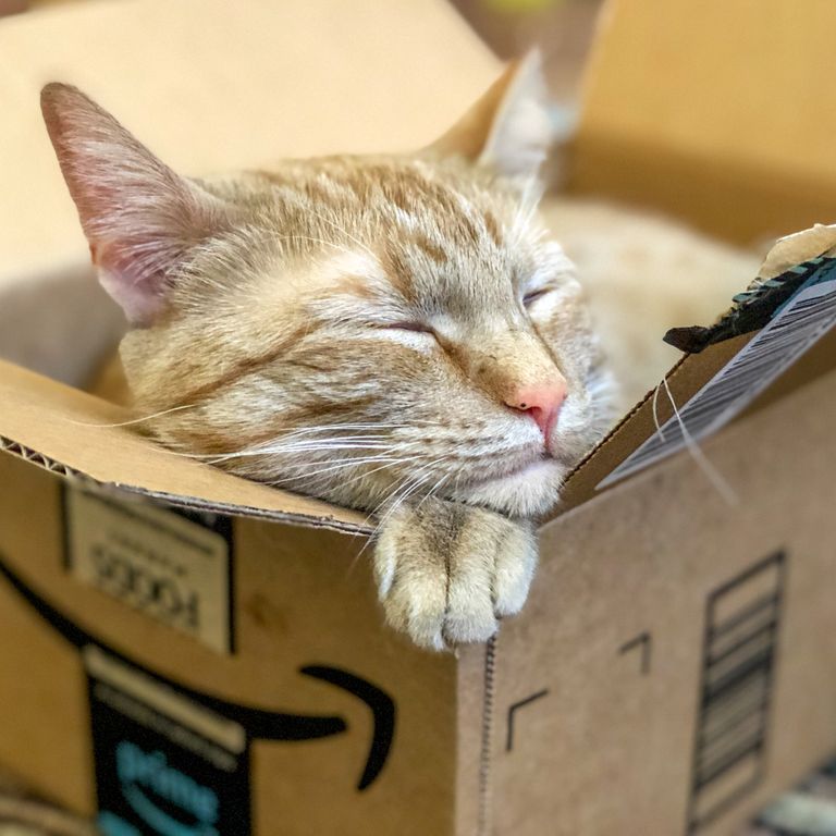 Amazon Prime kitty