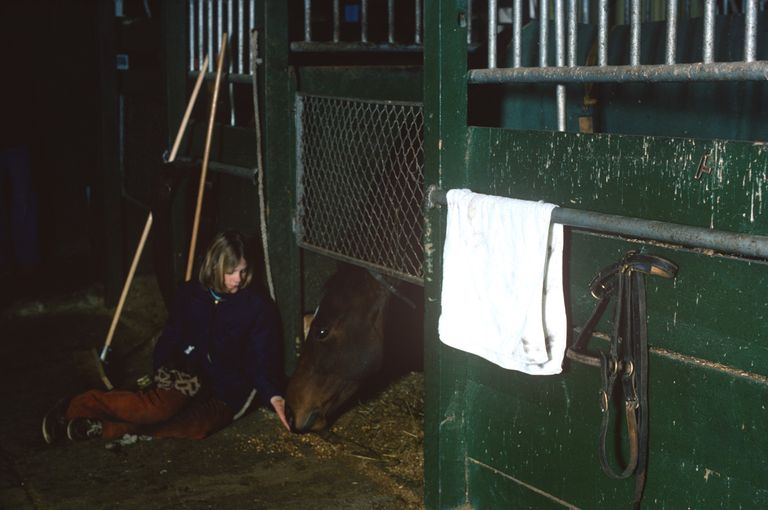 girl feeds a horse