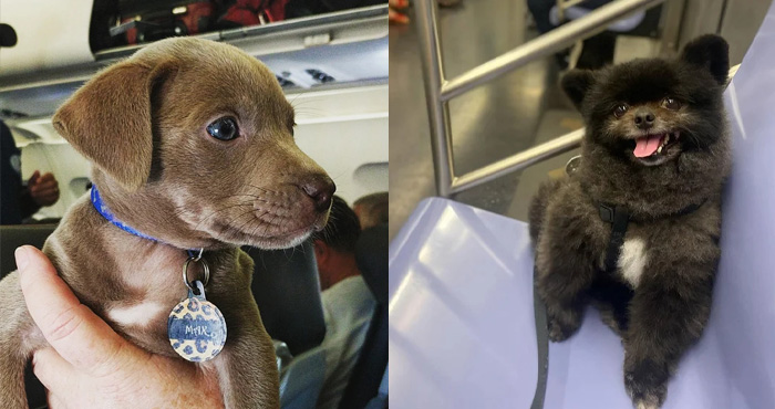Adorable Animals On Public Transport Who Could Brighten Up Anyone’s Commute