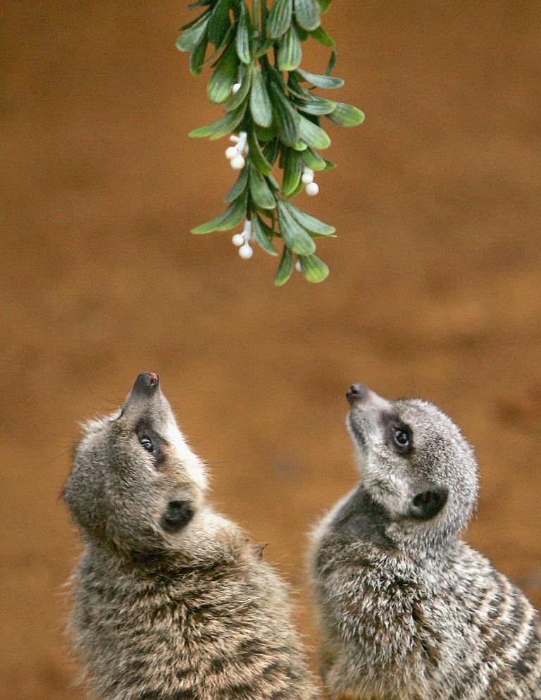 meerkats under the mistletoe