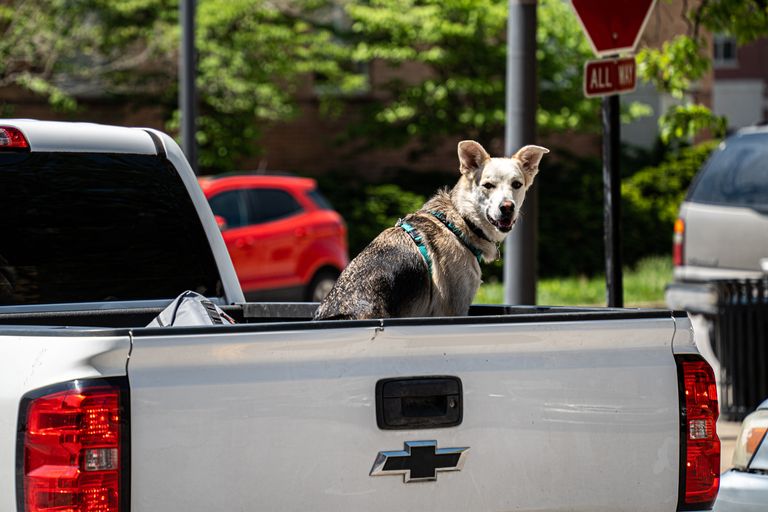dog on pickup