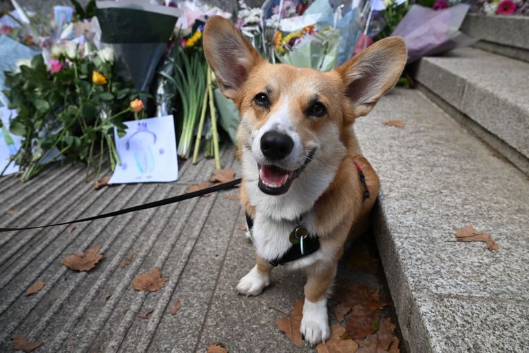https://www.gettyimages.co.uk/detail/news-photo/dennis-the-corgi-poses-on-the-mall-beside-flowers-and-news-photo/1243095914?phrase=queen%20elizabeth%20corgIS&adppopup=true
