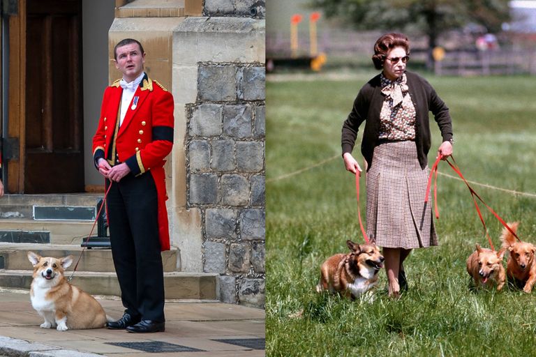 https://www.gettyimages.co.uk/detail/news-photo/members-of-the-royal-household-stand-with-the-queens-royal-news-photo/1425300017?phrase=queen%27s%20corgis&adppopup=true  |  https://www.gettyimages.co.uk/detail/news-photo/queen-elizabeth-ii-with-some-of-her-corgis-walking-the-news-photo/830323192?phrase=queen%20elizabeth%20corgi&adppopup=true