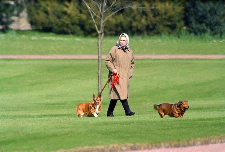 https://www.gettyimages.co.uk/detail/news-photo/queen-elizabeth-ii-walking-her-dogs-at-windsor-castle-on-news-photo/460139710?phrase=queen%27s%20corgis%20&adppopup=true