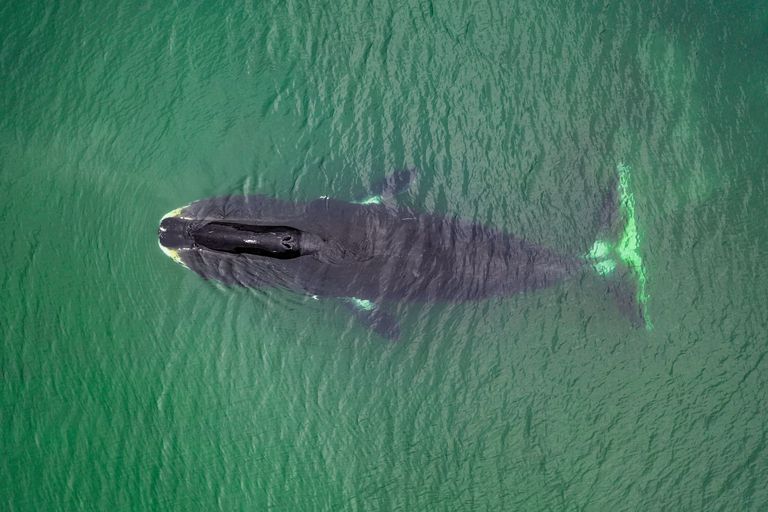 https://www.gettyimages.co.uk/detail/photo/close-up-aerial-view-of-a-bowhead-whale-as-it-comes-royalty-free-image/1165303822?phrase=bowhead%20whale