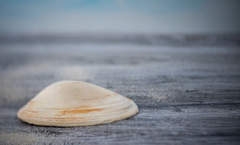 https://www.gettyimages.co.uk/detail/photo/quahog-shell-on-the-dock-royalty-free-image/1396774141?phrase=clam