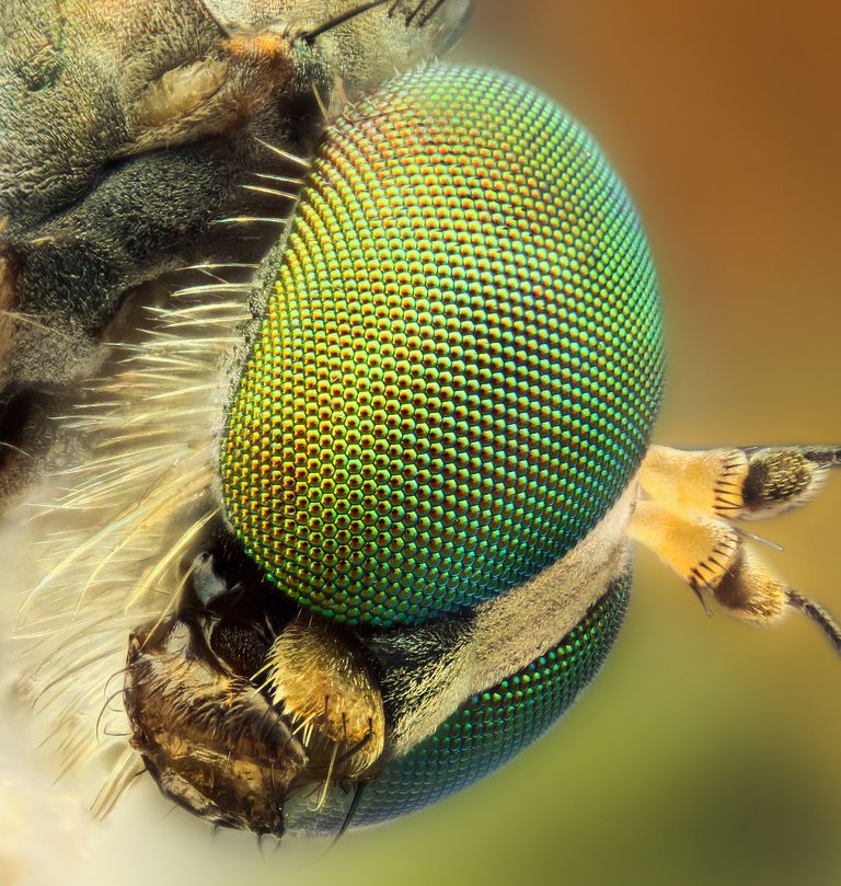 https://www.gettyimages.co.uk/detail/photo/ultra-macro-royalty-free-image/1141796111?phrase=mosquito%20eye%20microscope&adppopup=true