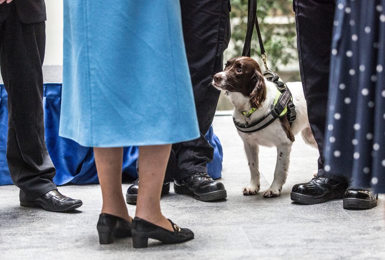https://www.gettyimages.com/detail/news-photo/ruby-the-narcotics-and-money-sniffer-dog-looks-on-as-queen-news-photo/496812970?phrase=Queen%20Elizabeth%20dog%202015