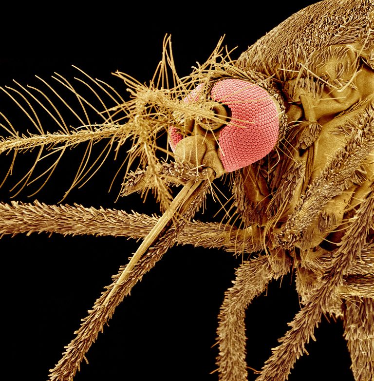https://www.gettyimages.co.uk/detail/photo/female-asian-tiger-mosquito-royalty-free-image/636211478?phrase=mosquito%20microscope&adppopup=true