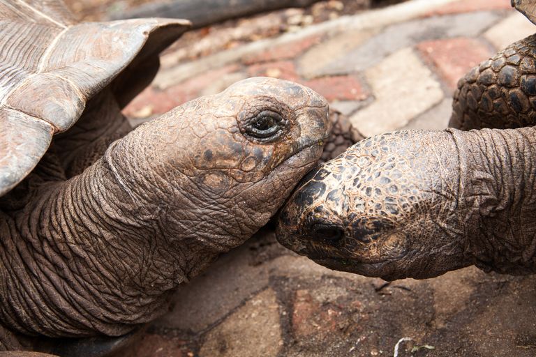 https://www.gettyimages.co.uk/detail/photo/two-aldabra-giant-tortoises-royalty-free-image/1126948527?phrase=tortoise%20kiss&adppopup=true