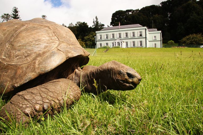 https://www.gettyimages.co.uk/detail/photo/jonathan-giant-tortoise-at-plantation-house-island-royalty-free-image/148225523?phrase=jonathan%20tortoise%20helena&adppopup=true