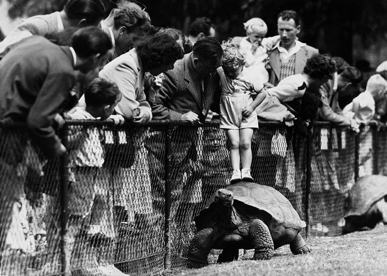 https://www.gettyimages.co.uk/detail/news-photo/people-watching-a-liitle-boy-standing-on-a-tortoise-news-photo/3321331?phrase=people%20standing%20on%20tortoises