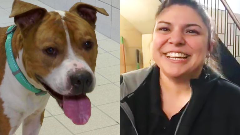 Stolen Pit Bull Is Recovered 2000 Miles From Home
