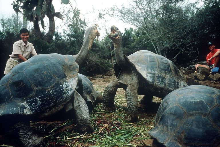 https://www.gettyimages.co.uk/detail/news-photo/riesenschildkr%C3%B6ten-auf-galapagos-equador-ohne-jahr-news-photo/545331405?phrase=tortoise&adppopup=true