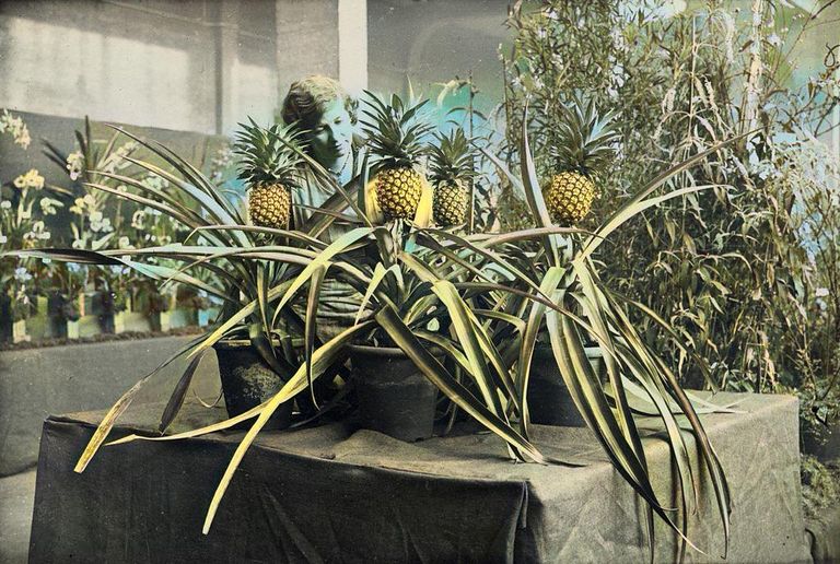https://www.gettyimages.com/detail/news-photo/selection-of-pineapples-grown-in-middlesex-on-display-at-a-news-photo/3351486?adppopup=true