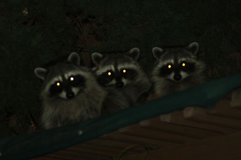 https://www.gettyimages.co.uk/detail/photo/raccoons-with-glowing-eyes-royalty-free-image/520276503 raccoons