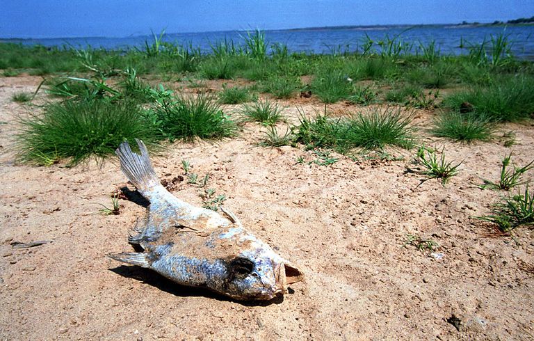 https://www.gettyimages.co.uk/detail/news-photo/dead-fish-lies-near-a-lake-september-6-2000-just-outside-news-photo/778594?phrase=dead%20fish