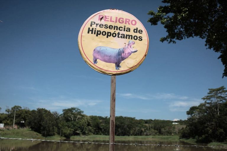 https://www.gettyimages.co.uk/detail/news-photo/warning-sign-for-hippopotamuses-near-hacienda-naples-in-news-photo/1162860965