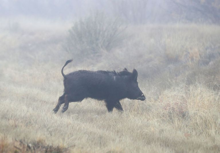 https://www.gettyimages.co.uk/detail/news-photo/boar-is-seen-on-running-near-the-rio-grande-river-which-news-photo/1095100860?phrase=wild%20boars&adppopup=true