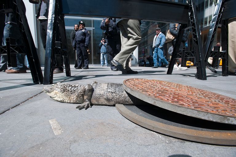 https://www.gettyimages.co.uk/detail/news-photo/mock-alligator-appears-to-be-crawling-out-of-a-mock-manhole-news-photo/526667252