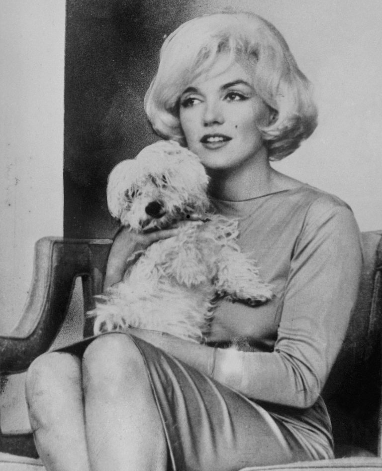 https://www.gettyimages.co.uk/detail/news-photo/marilyn-monroe-is-shown-with-her-small-white-dog-maf-in-one-news-photo/517258378 Marilyn Monroe