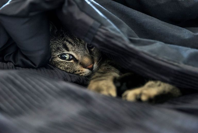 https://www.gettyimages.co.uk/detail/news-photo/cozy-cat-in-bed-under-black-quilt-news-photo/464828692?phrase=%20cats%20in%20bed