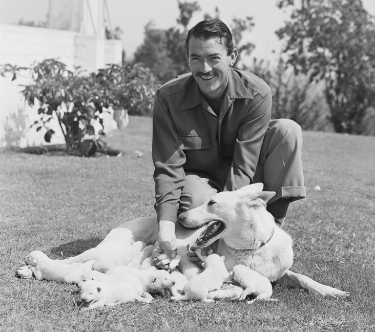 https://www.gettyimages.co.uk/detail/news-photo/gregory-pecks-alsatian-police-dog-slip-came-out-with-a-news-photo/515328810 Gregory Peck