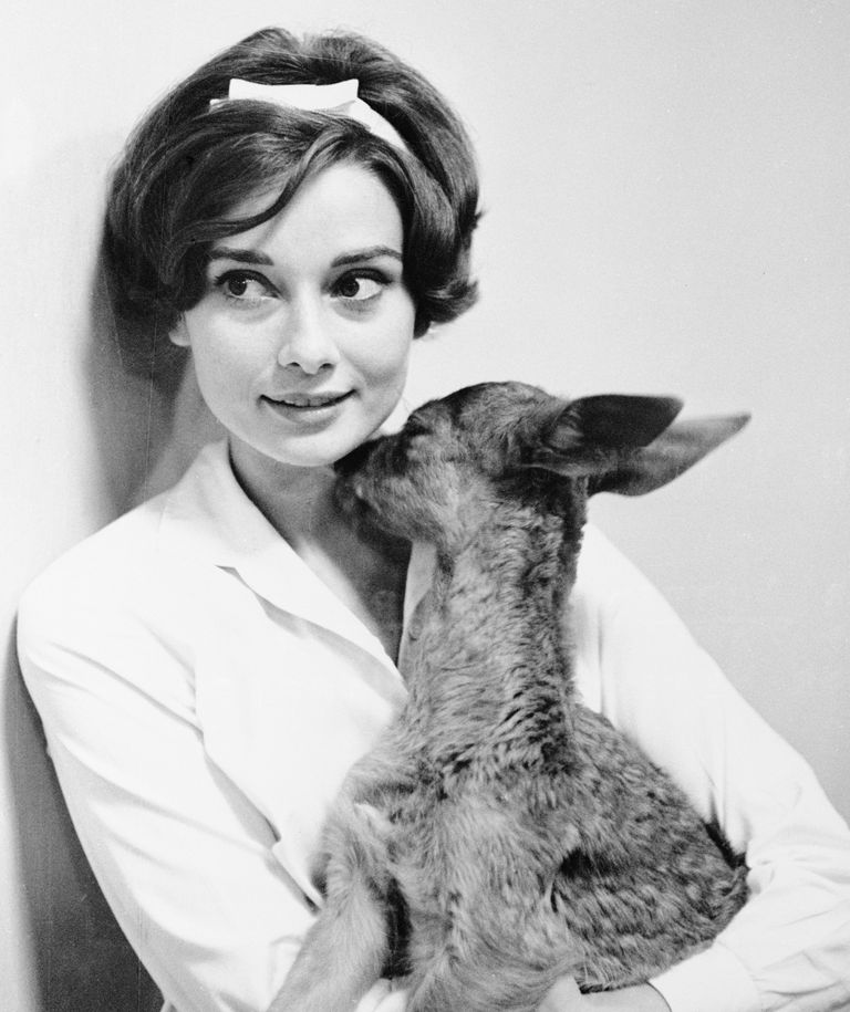 https://www.gettyimages.co.uk/detail/news-photo/actress-audrey-hepburn-gets-a-kiss-from-her-pet-fawn-ip-in-news-photo/517256692 Audrey Hepburn