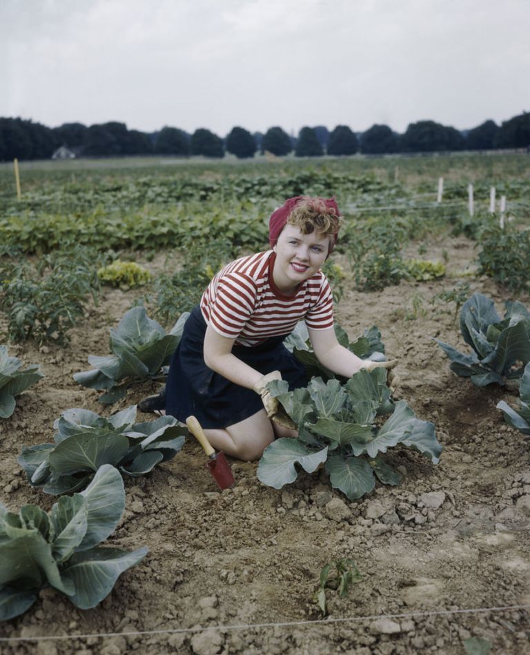 https://www.gettyimages.com/detail/news-photo/young-woman-tends-a-large-cabbage-in-her-victory-garden-news-photo/56946483?phrase=victory%20garden%20color&adppopup=true