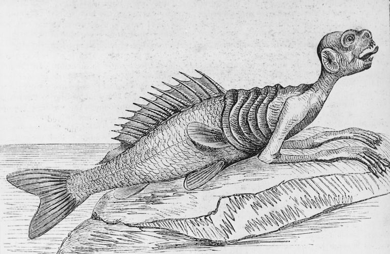 https://www.gettyimages.co.uk/detail/news-photo/illustration-shows-a-merman-as-it-lounges-on-a-rock-1869-news-photo/50806329